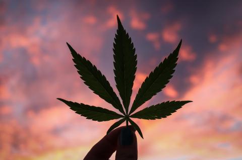 Weed Club in tenerife